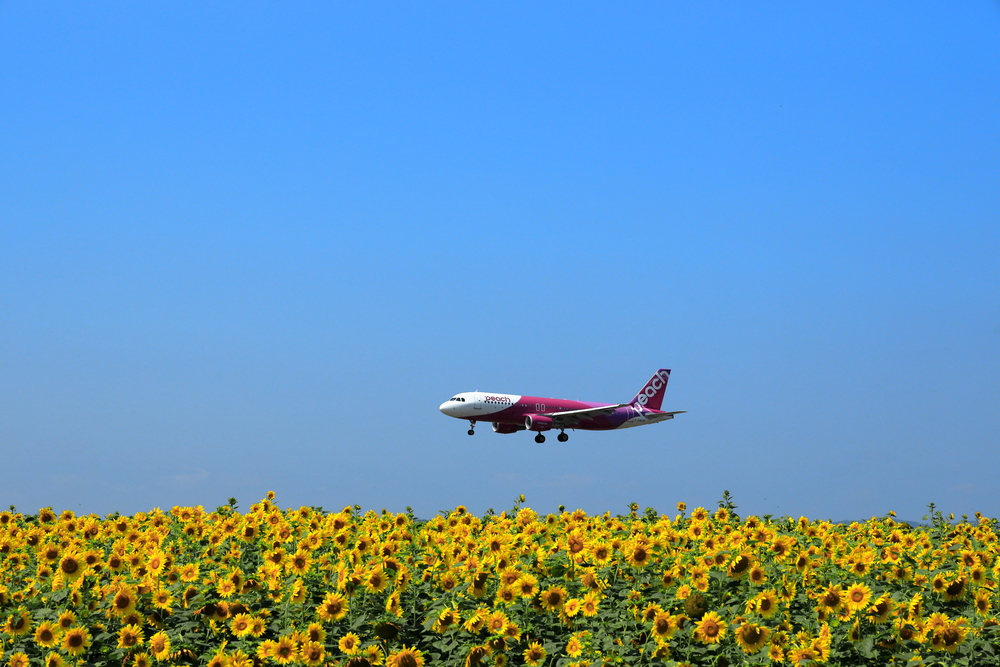 女満別空港のひまわりと飛行機