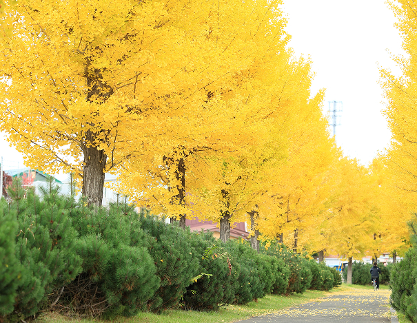 幸せのイチョウ並木｜北見市内 2023.01